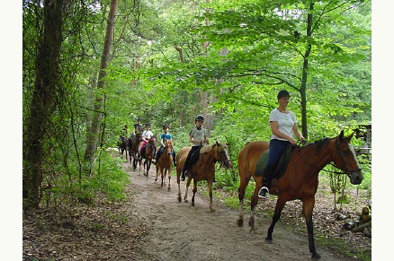 Bungalowpark de Bronzen Emmer Drenthe met paardenstalling en manege VMP019